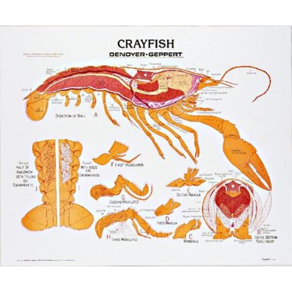 Charts/Posters, Crayfish Chart Mounted